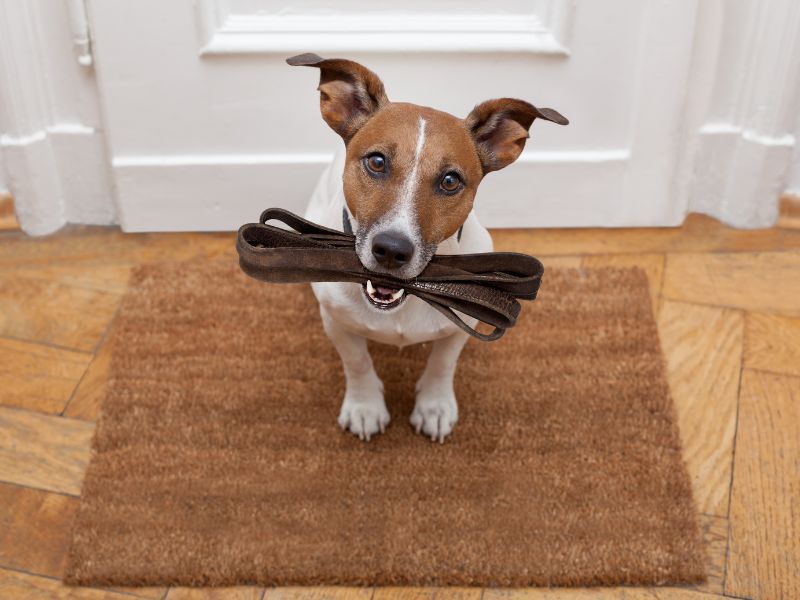 jack russell dog waiting a the door at home with leather leash in his mouth