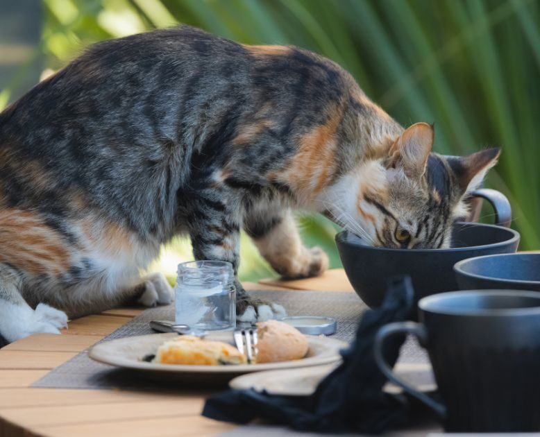 cat scavenges for food from leftover dishes on an outdoor table