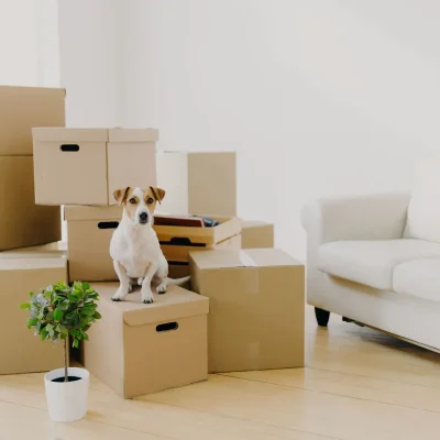 The attitude to pets is changing – are strata schemes keeping up?