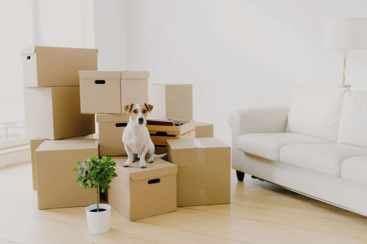 Small pedigree dog poses on pile of carton boxes with personal hosts belongings